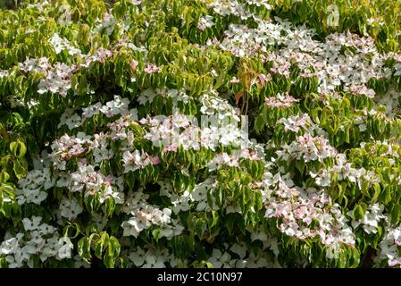 England, Großbritannien. Juni 2020. Frühsommer in einem englischen Landgarten ein Berg Dogwood Baum in voller Blüte mit Bracks wechselnden Farbe Stockfoto