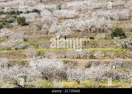 Kirschblüten im Frühling in Valle del Jerte, Extremadura, Spanien Stockfoto