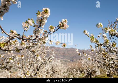 Kirschblüten im Frühling in Valle del Jerte, Extremadura, Spanien Stockfoto