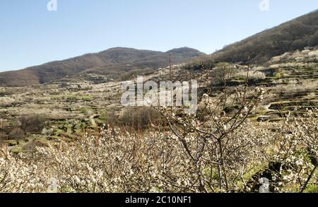 Kirschblütenlandschaft im Frühling im Valle del Jerte, Extremadura, Spanien Stockfoto