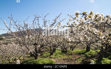 Kirschblüten im Frühling im Valle del Jerte, Spanien Stockfoto