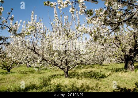 Kirschbäume Frühling Kirschblüten weiße Blumen blühen in Valle del Jerte, Extremadura, Spanien Stockfoto