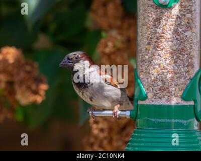 Männlicher Europäischer Haussparrow Stockfoto