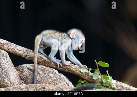 Der Affe klettert auf einem Ast herum Stockfoto