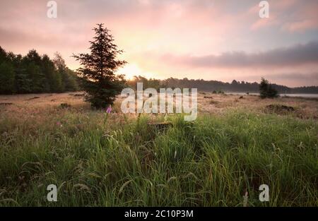 sonnenaufgang über der Wiese im Sommer Stockfoto