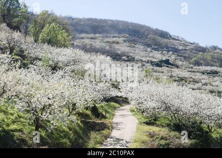 Kirschblüten im Frühling in Valle del Jerte, Extremadura, Spanien Stockfoto