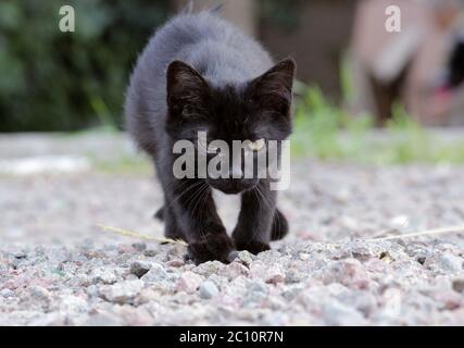 Heimatlose Kätzchen infiziert mit feline Herpesvirus oder Chlamydieninfektion Stockfoto