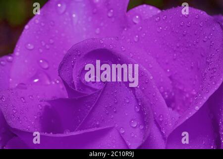 Innenraum ultra violette Rose mit Tropfen von Sommerregen. Nahaufnahme. Natur leben. Stockfoto