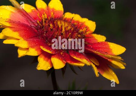 Die schöne gaillardia wächst auf einer grünen Wiese. Natur leben. Sommermorgen. Stockfoto