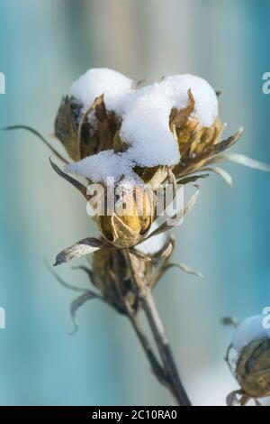 Hibiscus Samenkiste im Winter. Brauner und trockener Haufen Hibiskus. Schöner Rosenkhibiskus mit Schnee bedeckt. Stockfoto