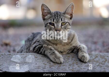 heimatlose Katze infiziert mit feline Herpesvirus oder Chlamydieninfektion Stockfoto