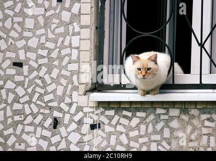 nach Hause neugierig Katze sitzt auf einem Felsvorsprung, Blick auf die Straße Stockfoto