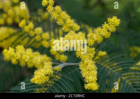 Silberne quellgelbe Blüten blühen Stockfoto