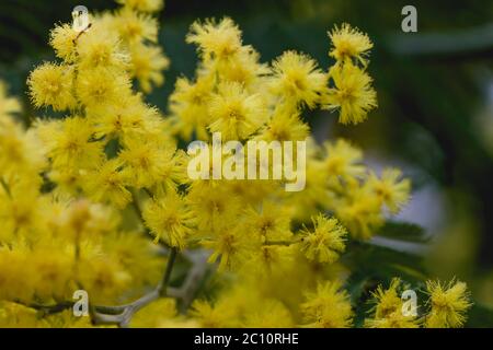 Silberne quellgelbe Blüten blühen Stockfoto