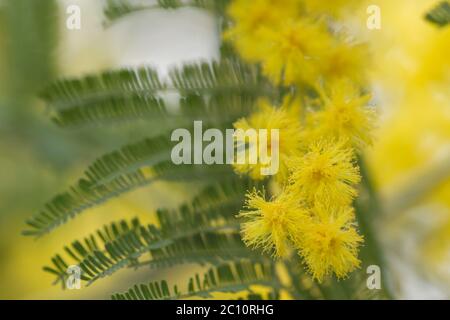 Silberne quellgelbe Blüten blühen Stockfoto