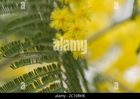 Silberne quellgelbe Blüten blühen Stockfoto