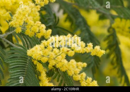 Silberne quellgelbe Blüten blühen Stockfoto