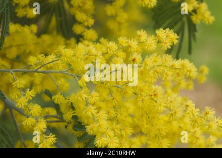 Silberne quellgelbe Blüten blühen Stockfoto