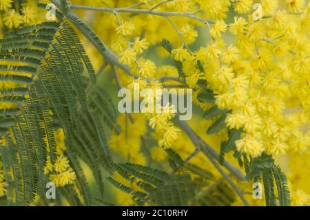 Silberne quellgelbe Blüten blühen Stockfoto
