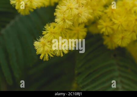 Silberne quellgelbe Blüten blühen Stockfoto