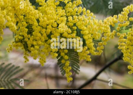 Silberne quellgelbe Blüten blühen Stockfoto