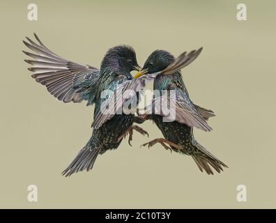 Paar Stare, Sturnus vulgaris, streitend, Lancashire, UK Stockfoto