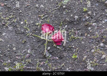 Blick auf zwei rote Rosen, die auf dem Boden liegen Stockfoto