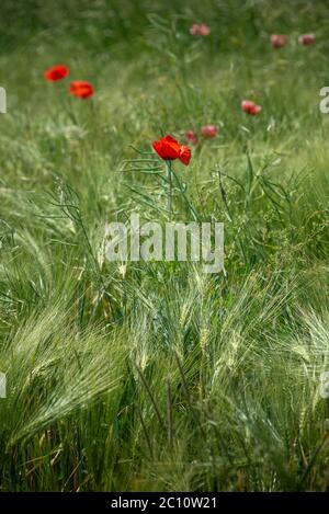 Schöner grüner Weizen als Farmlandschaft mit roten Mohnblumen Stockfoto