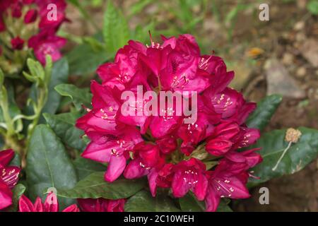 Rhododendron rosa Blumen Stockfoto