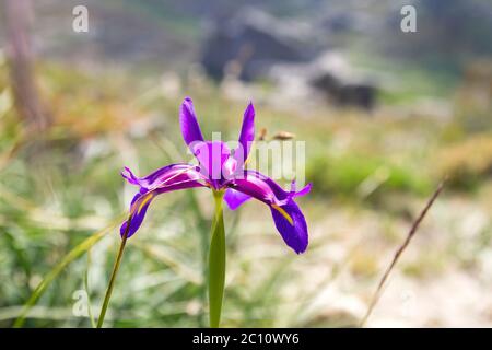 Iris boissieri 'lirio do xures' in den Bergen von Baixa Naturpark Limia – Serra do Xurés Stockfoto