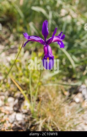 Iris boissieri 'lirio do xures' in den Bergen von Baixa Naturpark Limia – Serra do Xurés Stockfoto