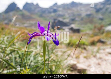 Iris boissieri 'lirio do xures' in den Bergen von Baixa Naturpark Limia – Serra do Xurés Stockfoto