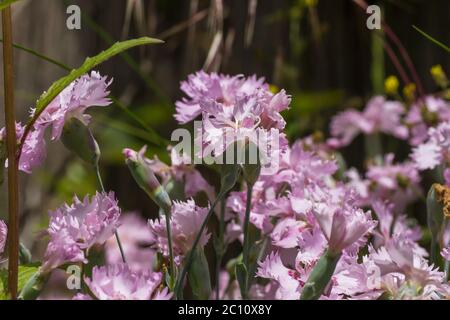 Nelke blass rosa Blüten Stockfoto