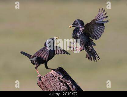 Paar Stare, Sturnus vulgaris, streitend, Lancashire, UK Stockfoto