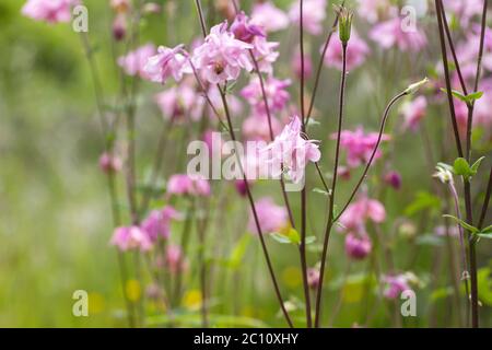 Aquilegia rosa Blüten Stockfoto