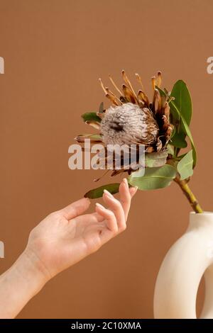 Hände der jungen Frau berühren grüne Blätter der großen schönen getrockneten Wildblume in Vase, die vor braunem Hintergrund Stockfoto