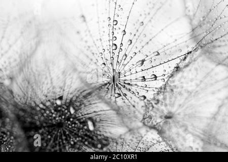 Abstrakte Makro Foto von Löwenzahn Samen mit Wassertropfen Stockfoto