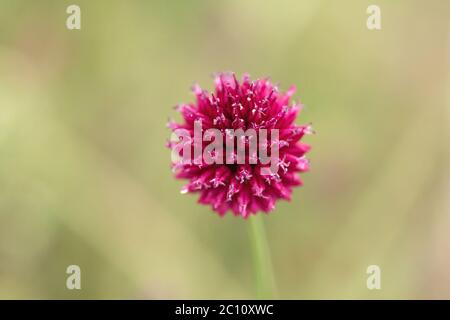 Runde Lauch lila Blume Stockfoto