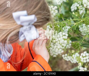 Kleines Mädchen im Feld der Hundedaisies, Pre-School-Mädchen zu Fuß in Ochsenauge Gänseblümchen Feld, 4 Jahre altes Mädchen im Feld der großen Gänseblümchen Stockfoto