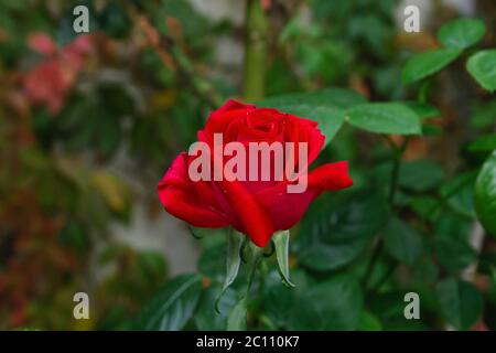 Rote Rose blüht im Frühling Stockfoto