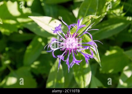 Centaurea montana lila Blüten Stockfoto