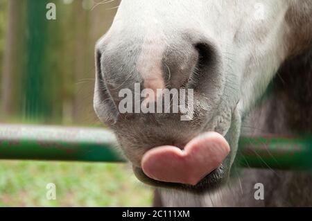 Nahaufnahme von niedlichen und lustigen Pferd Nase mit Nase und Mund mit erstaunlichen Erfassung der Zunge in Form von Herz, Liebe Konzept Stockfoto