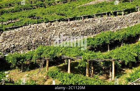 Weinberge im Aosta-Tal mit Bergen im Hintergrund Stockfoto