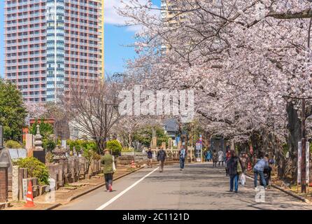 Japaner, die den Gang des Yanaka Friedhofs hinuntergehen und das Hanami Frühlingsfest genießen, indem sie unter den Reihen der Kirschblüten auf bo spazieren Stockfoto