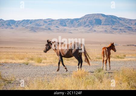 Wunderschönes Pferd (Equus ferus caballus) und Fohlen grasen in getrockneter Steppe in Zentralasien mit blauen Bergen im Hintergrund, Kasachstan Stockfoto