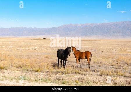 Wunderschönes Pferd (Equus ferus caballus) und Fohlen grasen in getrockneter Steppe in Zentralasien mit blauen Bergen im Hintergrund, Kasachstan Stockfoto