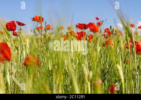 Wilder roter Mohn blüht im Frühling Stockfoto