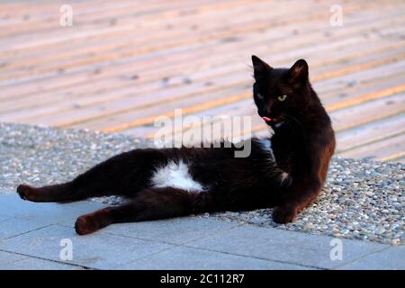 Lustige und seltsame Katze sieht aus wie das Tragen Bikini Stockfoto