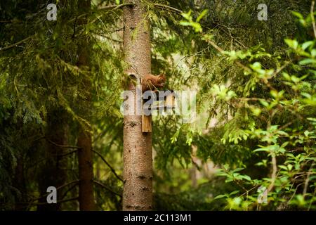 Eichhörnchen frisst Samen aus dem Vogelfutterhäuschen auf einem Baum Stockfoto