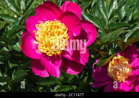 Violet Peony 'Circus Clown', Paeonia lactifora, Pfingstrosen Stockfoto